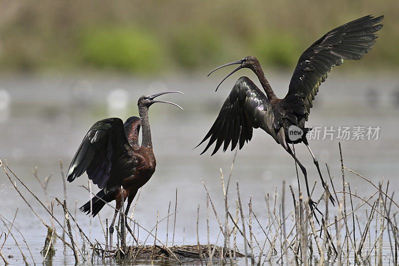 朱鹮(Plegadis falcinellus)